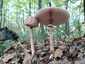 Nagy őzlábgomba (Macrolepiota procera), Somogy